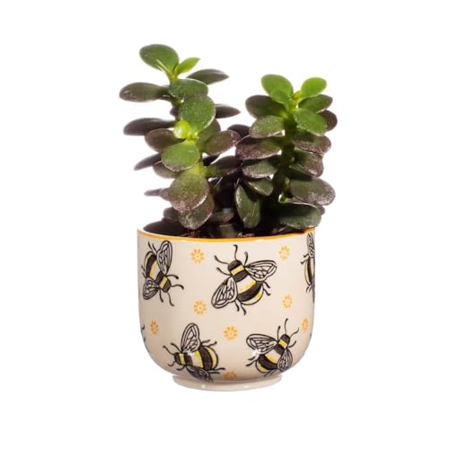 Sass & Belle Busy Bees Small Planter Sass & Belle
