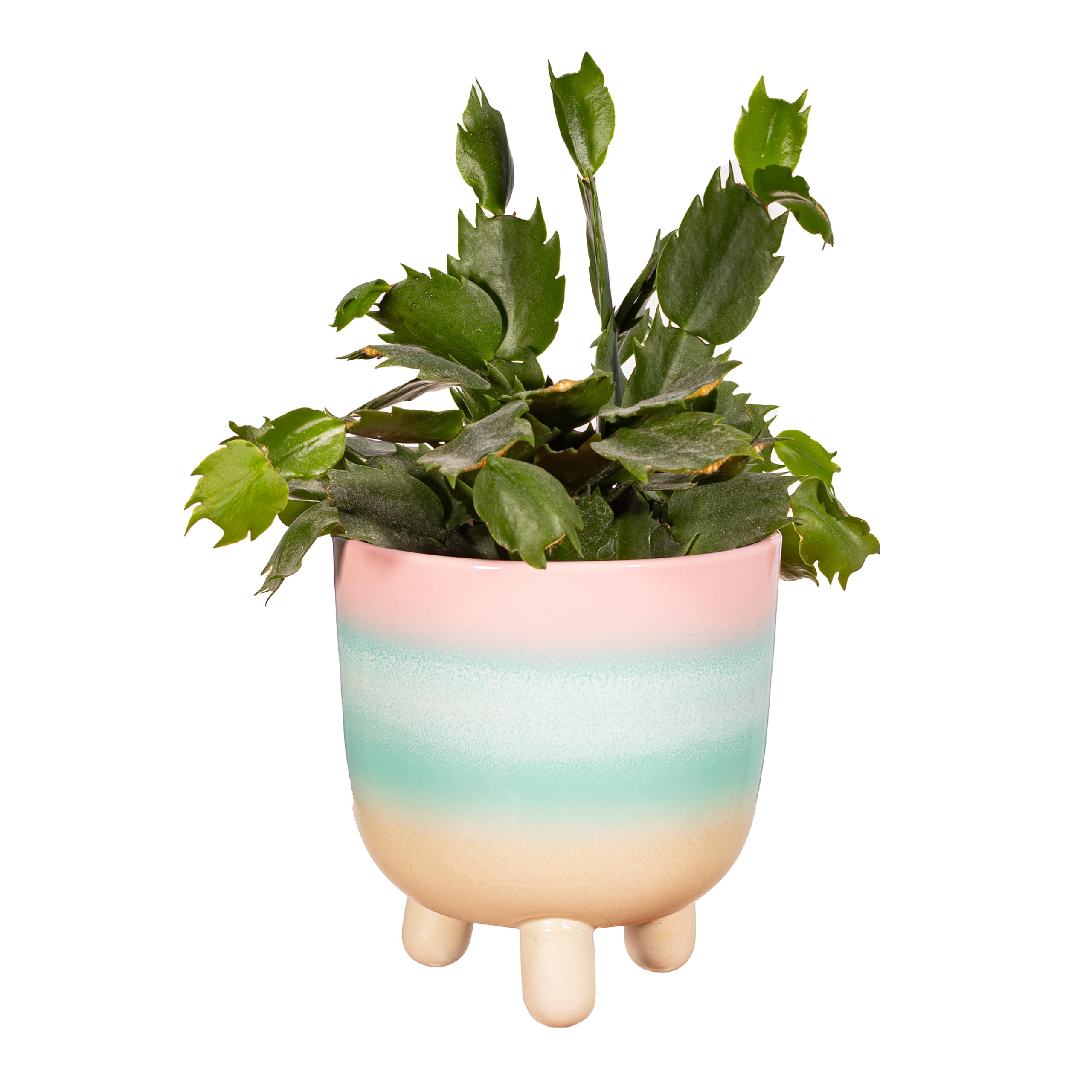 Sass & Belle Pastel Ombre Leggy Planter Large Sass & Belle