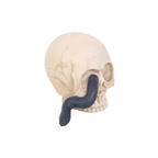 Skull Ornament with Snake