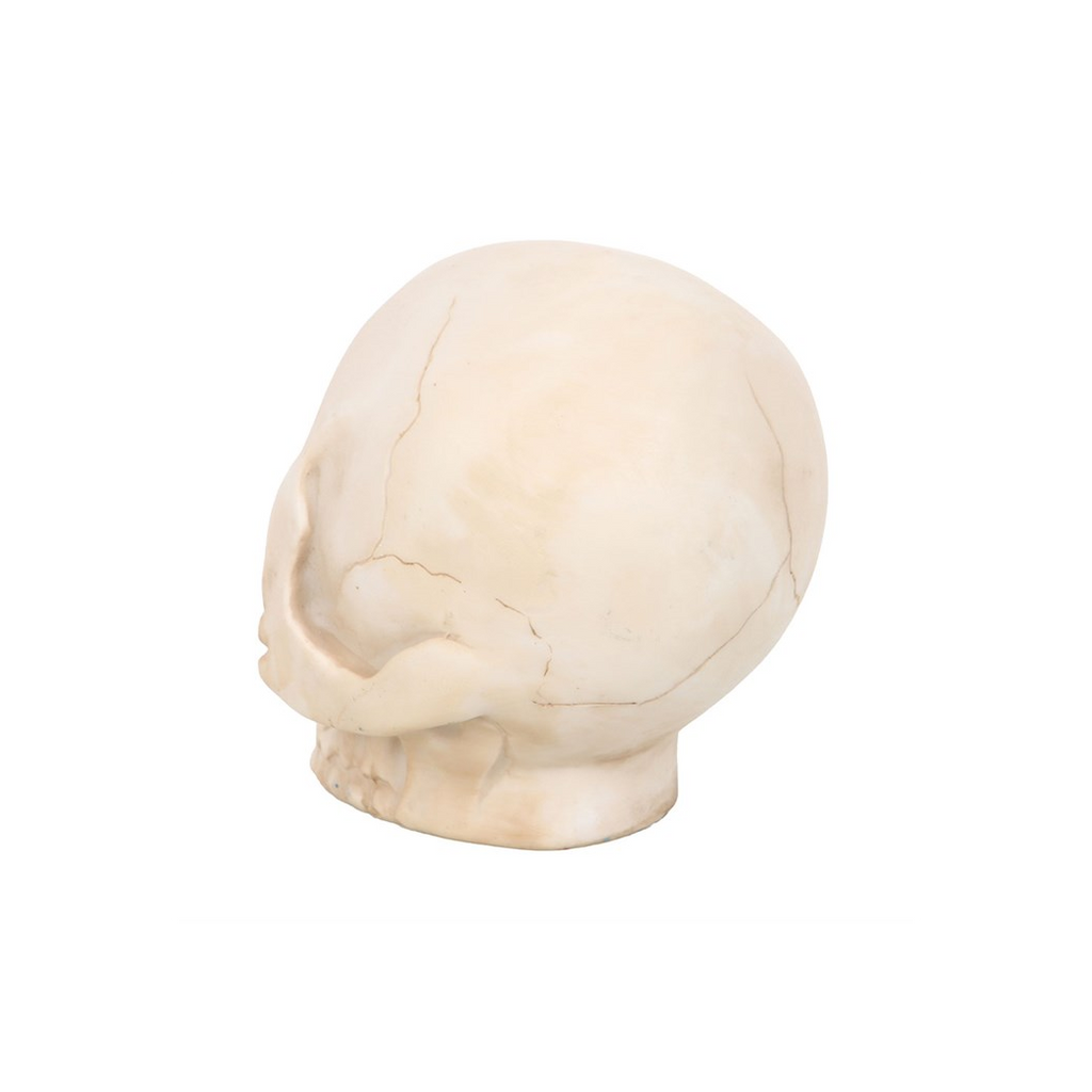 Skull Ornament with Snake