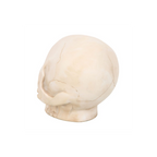 Skull Ornament with Snake