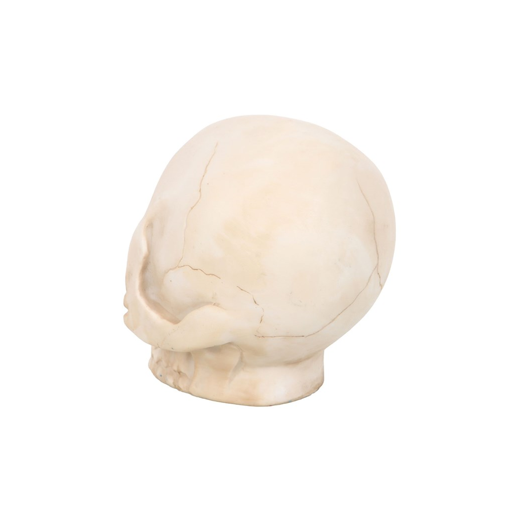 Skull Ornament with Snake